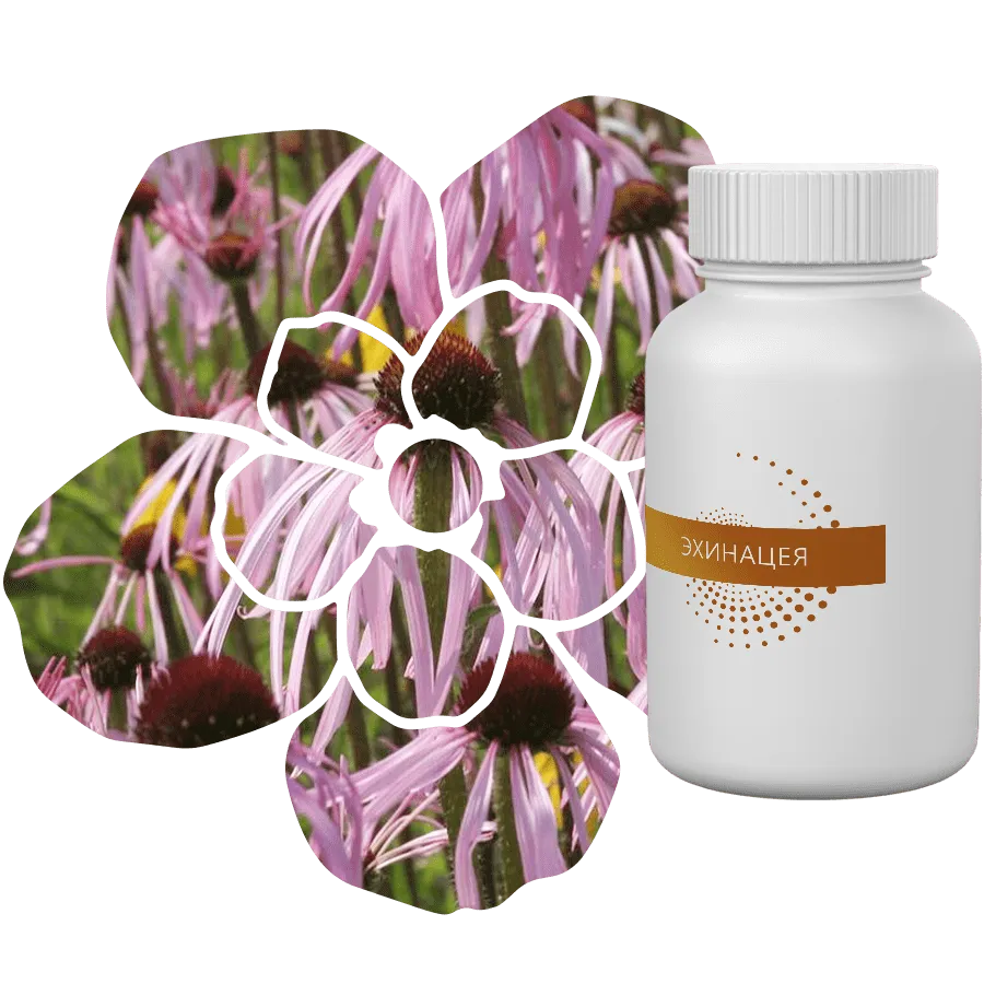 Экстракт Эхинацея