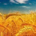 НОВИНКА! Ингредиенты из зародышей пшеницы