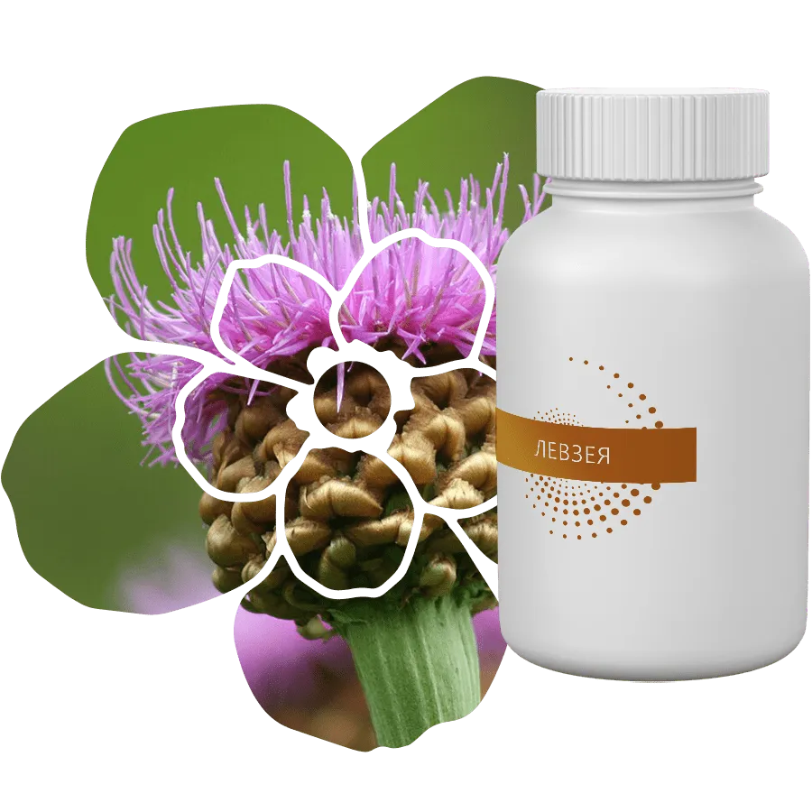 Экстракт Левзеи